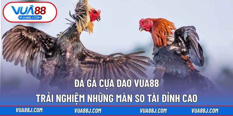 Đá gà cựa dao
