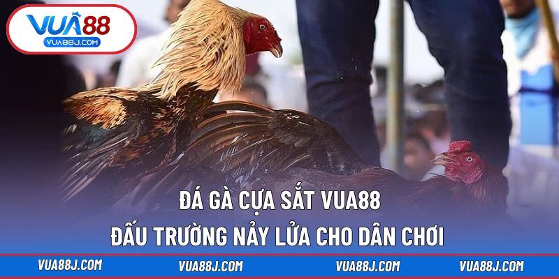 Đá gà cựa sắt