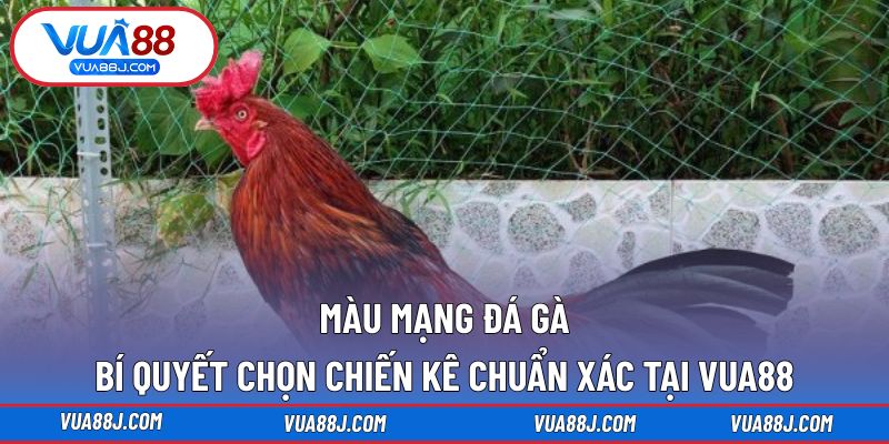 Màu mạng đá gà